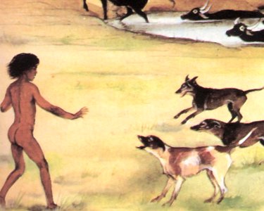 Dogs bark as Mowgli aproaches the man-village